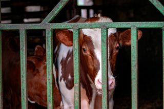 Foto: Kalb hinter Stallgitter