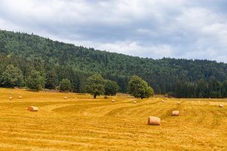 Foto: Getreidefeld mit Wald dahinter